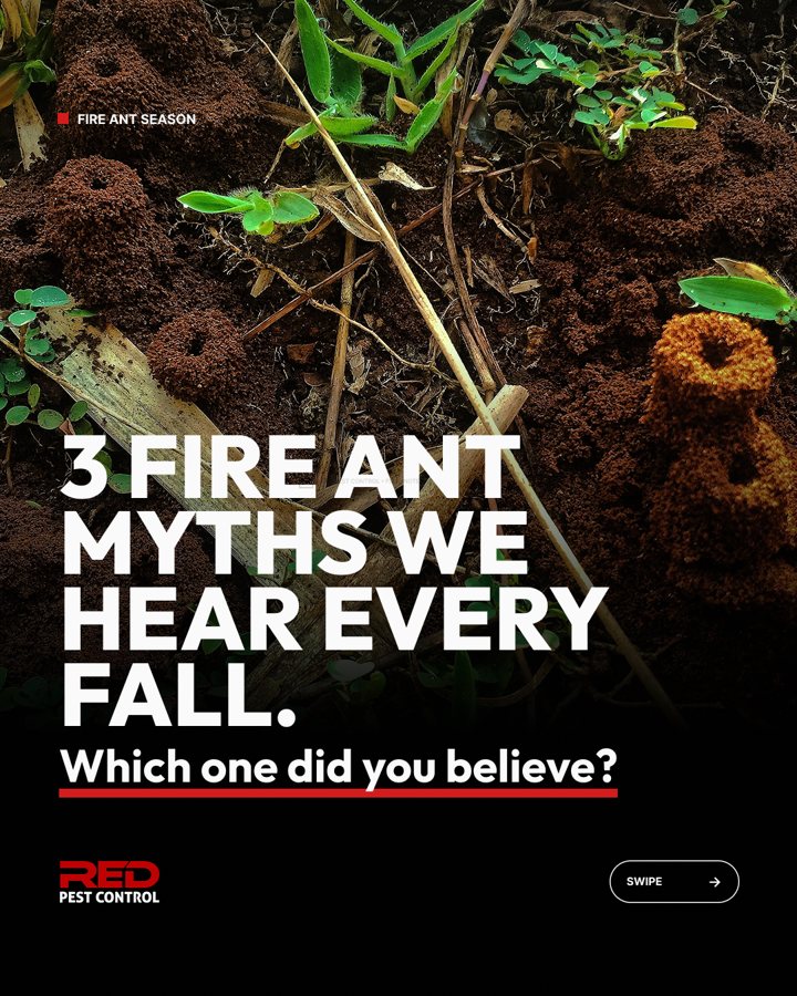 RED Pest Control social post