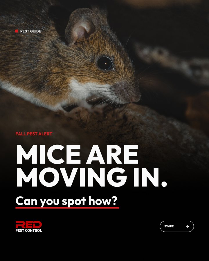 RED Pest Control social post