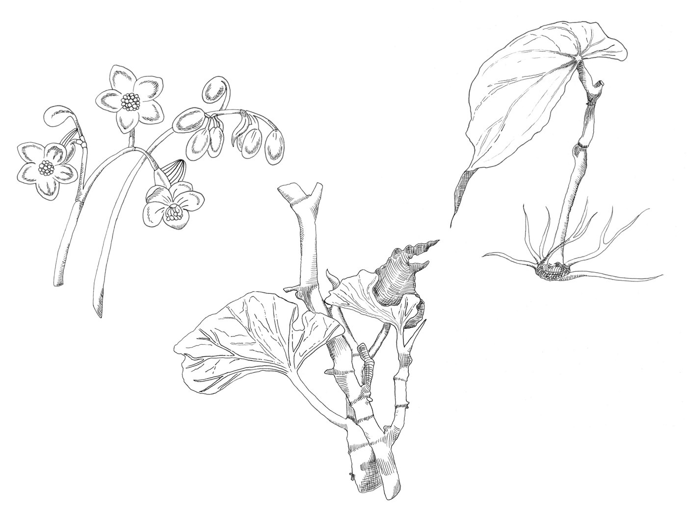 Ink drawings for packet backs