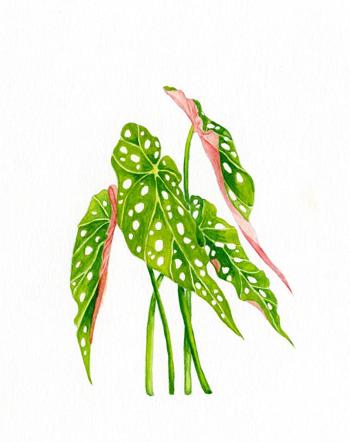 Watercolor begonia