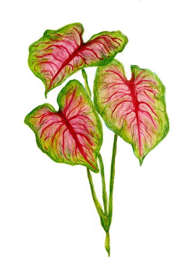 Watercolor caladium