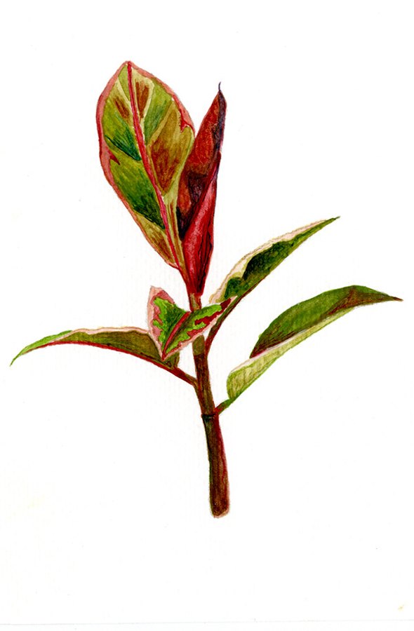 Watercolor rubber tree
